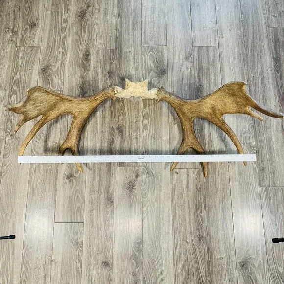 Naturally Shed Wild Moose Antler (Horn, Knife, Carving, Chew, Taxidermy) Full - Picture 4 of 16